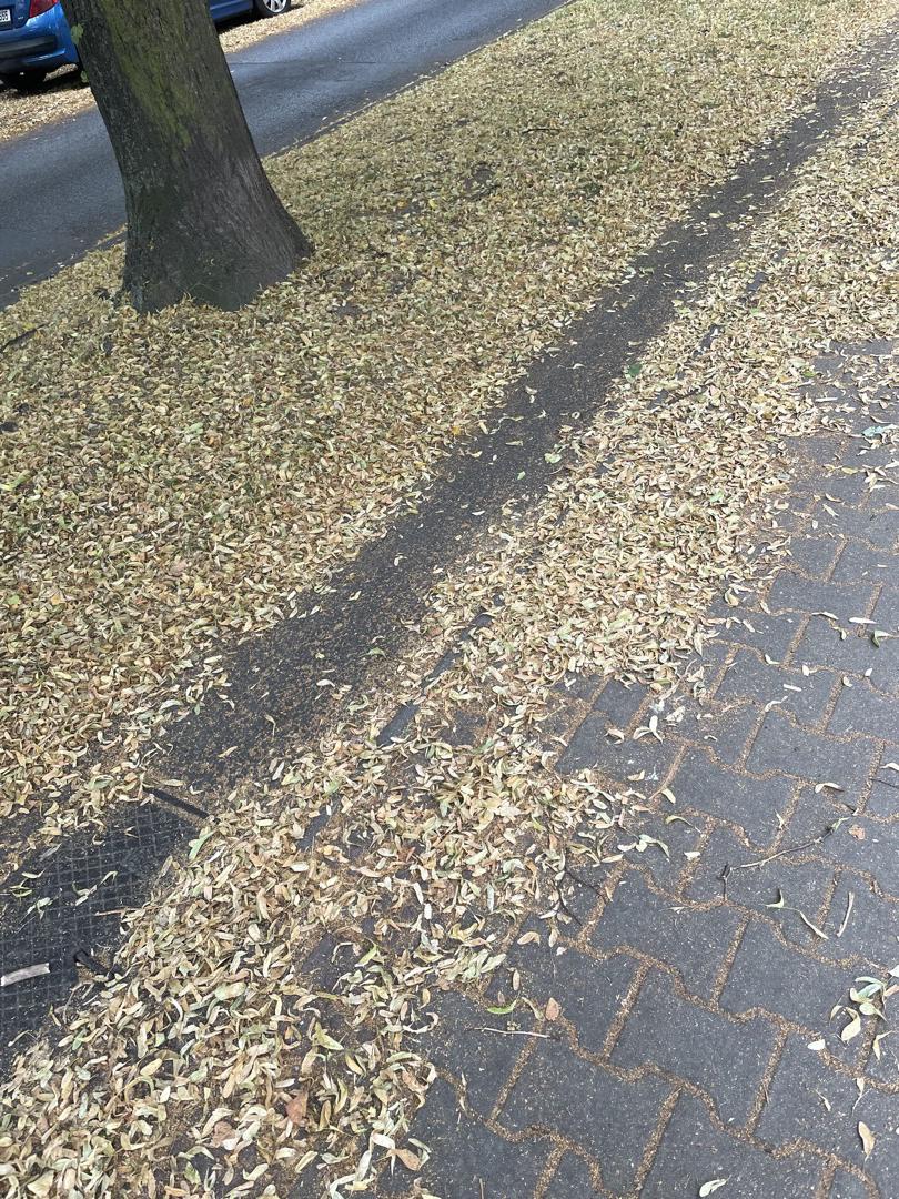 Nedostatečná péče o zeleň